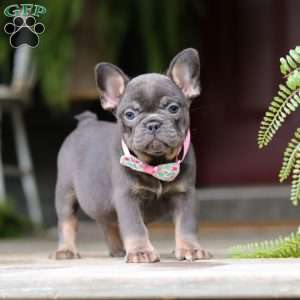 Nora, French Bulldog Puppy