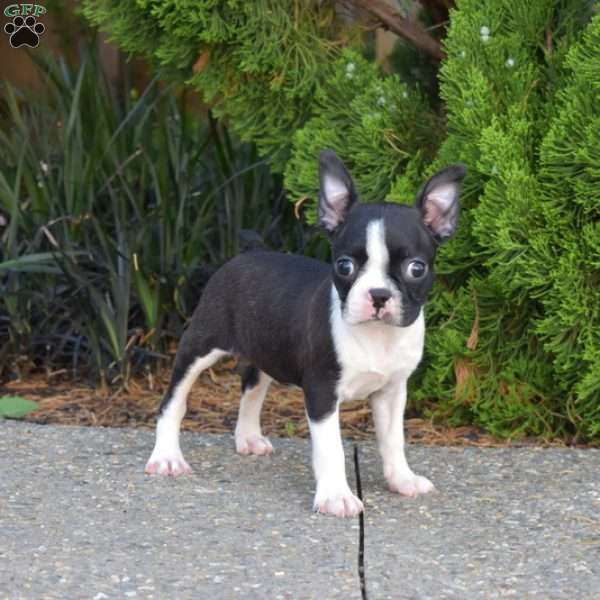 Nori, Boston Terrier Puppy