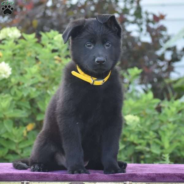 Norma, German Shepherd Puppy