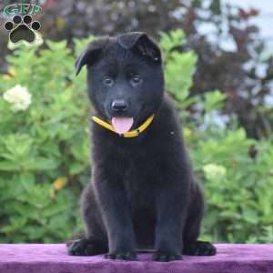 Norma, German Shepherd Puppy