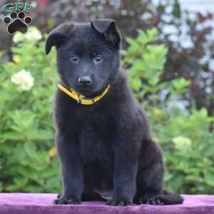 Norma, German Shepherd Puppy