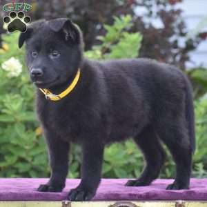 Norma, German Shepherd Puppy