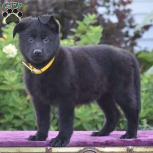 Norma, German Shepherd Puppy