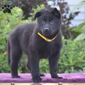 Norma, German Shepherd Puppy