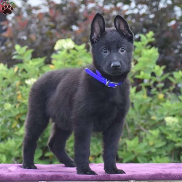 Norman, German Shepherd Puppy