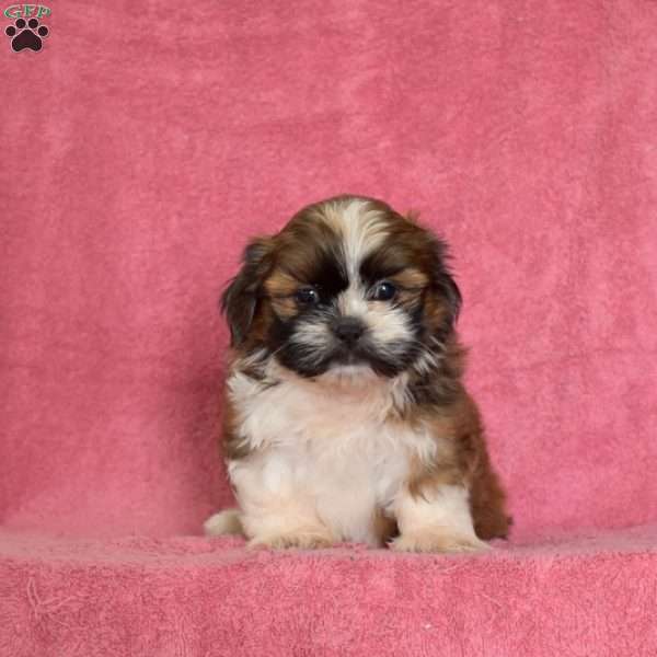 Norman, Shih Tzu Puppy