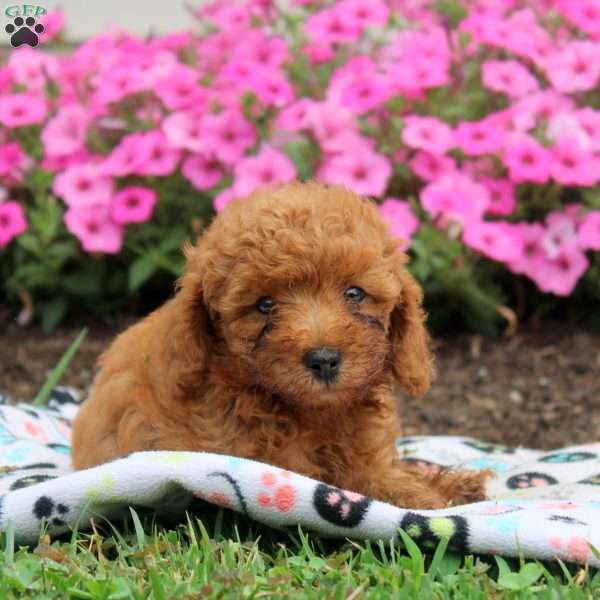 Norman, Toy Poodle Puppy