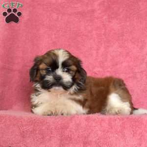 Norman, Shih Tzu Puppy