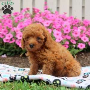 Norman, Toy Poodle Puppy