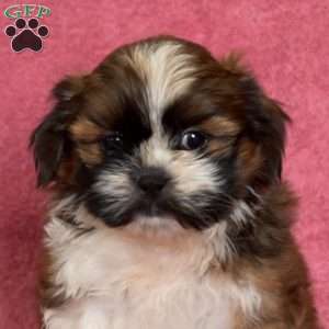 Norman, Shih Tzu Puppy
