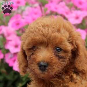 Norman, Toy Poodle Puppy
