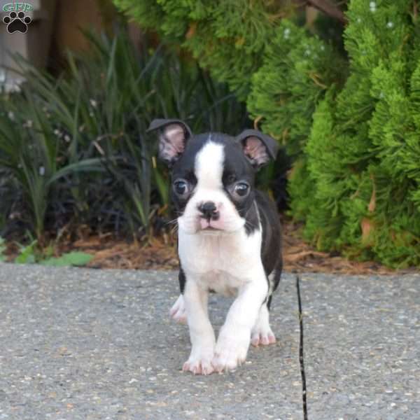 Nova, Boston Terrier Puppy