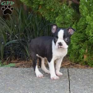 Nova, Boston Terrier Puppy