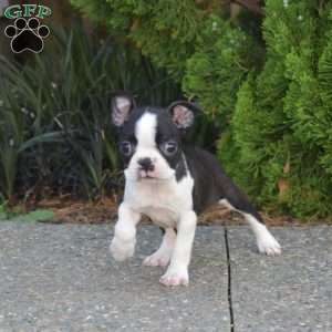 Nova, Boston Terrier Puppy