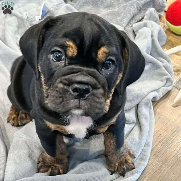 Nugget, Beabull Puppy