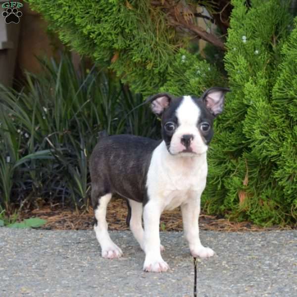 Nutella, Boston Terrier Puppy