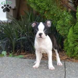 Nutella, Boston Terrier Puppy