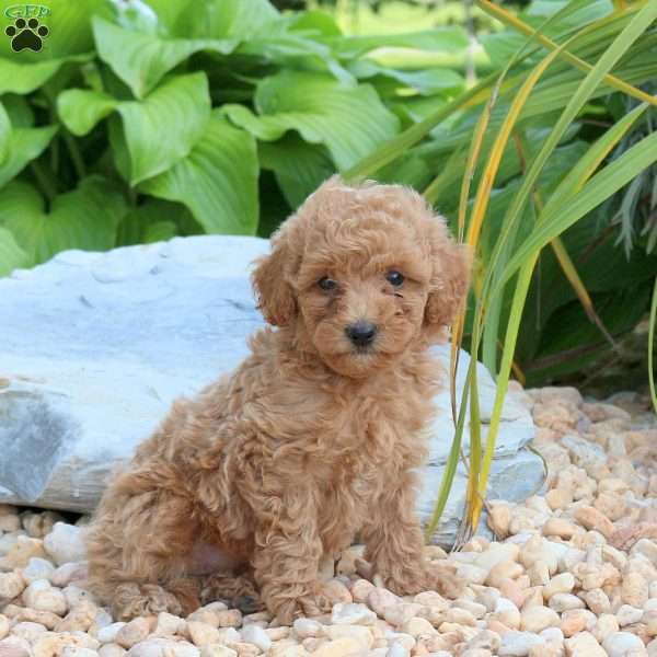 Nyla, Miniature Poodle Puppy
