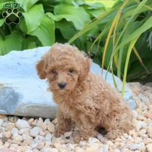 Nyla, Miniature Poodle Puppy