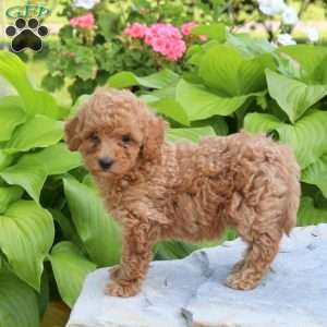 Nyla, Miniature Poodle Puppy