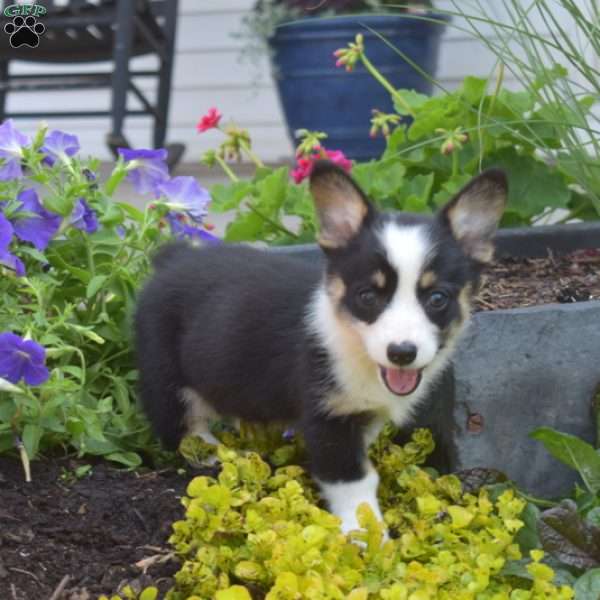 Oakley, Pembroke Welsh Corgi Puppy
