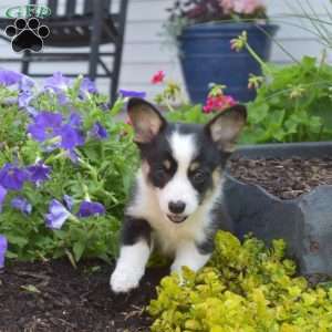 Oakley, Pembroke Welsh Corgi Puppy