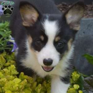 Oakley, Pembroke Welsh Corgi Puppy