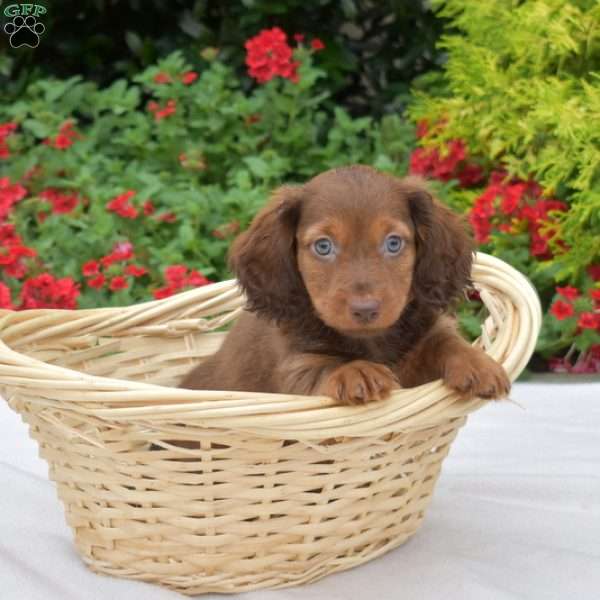 Oakley-Mini, Dachshund Puppy