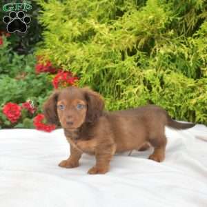 Oakley-Mini, Dachshund Puppy