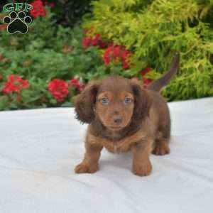 Oakley-Mini, Dachshund Puppy