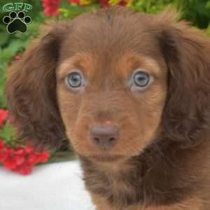 Oakley-Mini, Dachshund Puppy