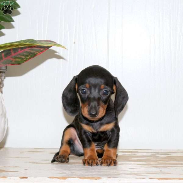 Odette, Dachshund Puppy