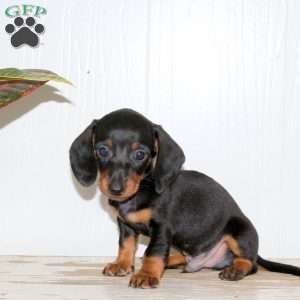Odette, Dachshund Puppy