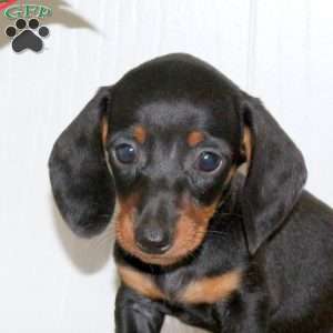 Odette, Dachshund Puppy