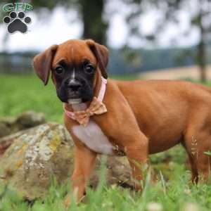 Olive, Boxer Puppy