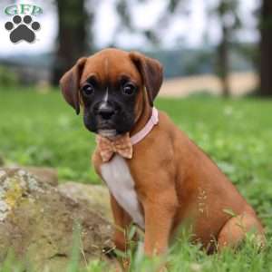 Olive, Boxer Puppy