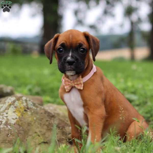 Olive, Boxer Puppy