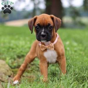 Olive, Boxer Puppy
