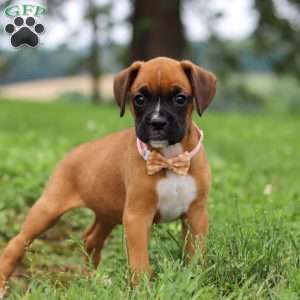 Olive, Boxer Puppy