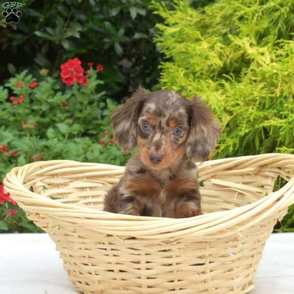 Olive-Mini, Dachshund Puppy