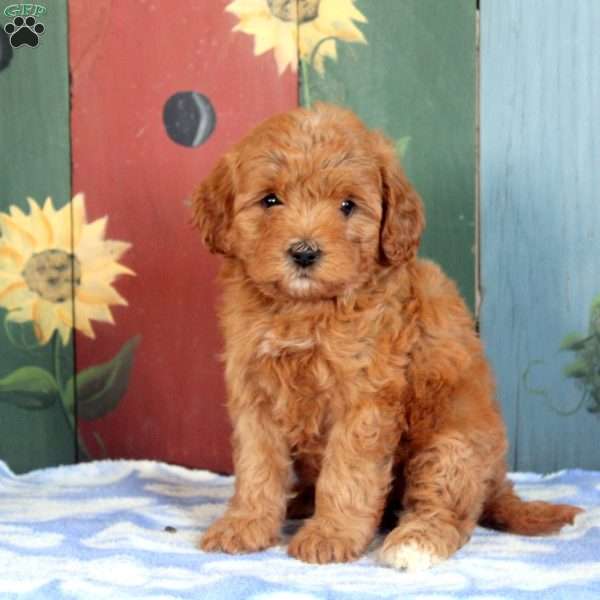 Olive, Cavapoo Puppy