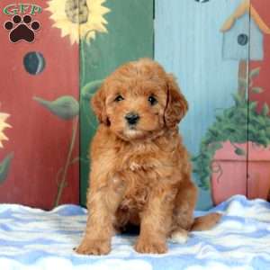 Olive, Cavapoo Puppy
