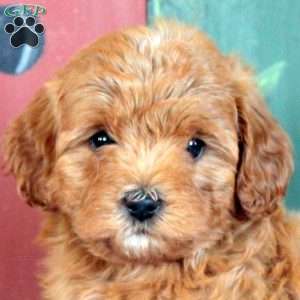 Olive, Cavapoo Puppy