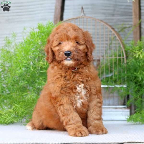 Olive, Goldendoodle Puppy