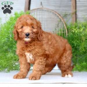 Olive, Goldendoodle Puppy