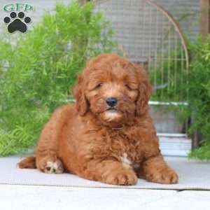 Olive, Goldendoodle Puppy