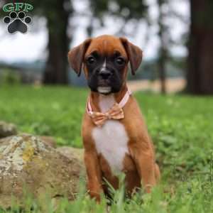 Olive, Boxer Puppy