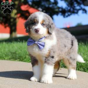 Oliver, Mini Bernedoodle Puppy