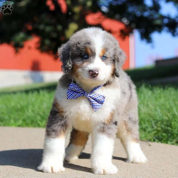 Oliver, Mini Bernedoodle Puppy