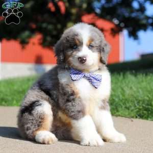 Oliver, Mini Bernedoodle Puppy